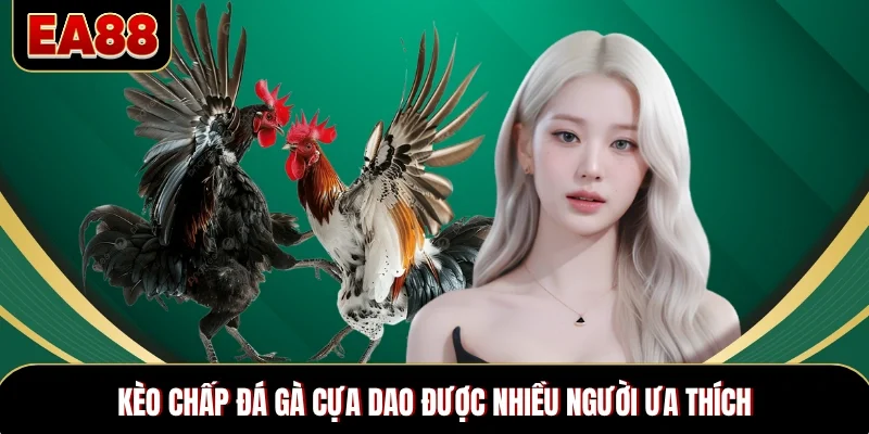 Kèo chấp đá gà cựa dao được nhiều người ưa thích\