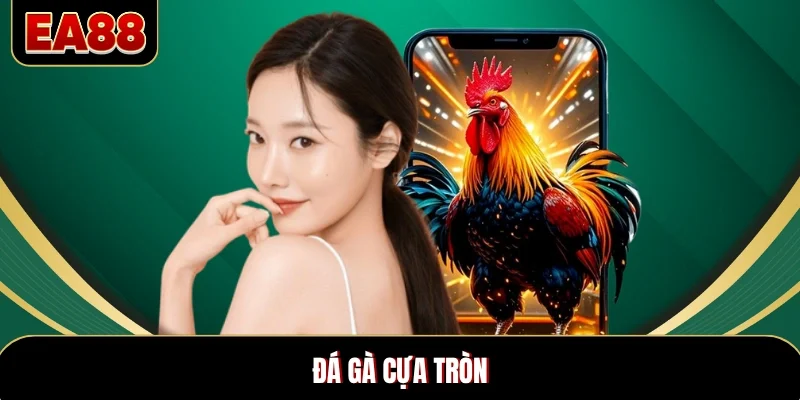 Đá Gà Cựa Tròn – Nghệ Thuật Thi Đấu Kỹ Thuật Đỉnh Cao