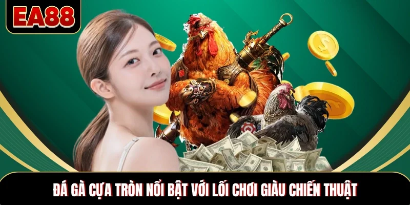 Đá gà cựa tròn nổi bật với lối chơi giàu chiến thuật
